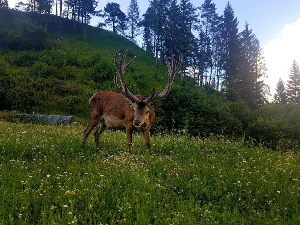 Hotel Alpina Regina Biberwier Zewnętrze zdjęcie